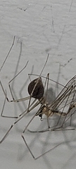 Physocyclus globosus