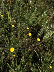 Leptorhynchos squamatus