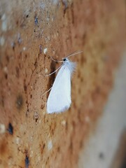 Tipanaea patulella