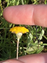 Leptorhynchos squamatus