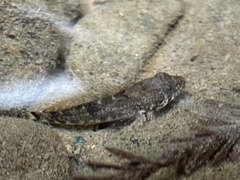 Cottus