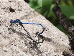 Argia pima