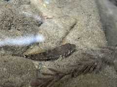 Cottus