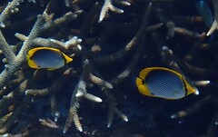 Chaetodon melannotus