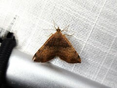 Chrysolarentia mecynata