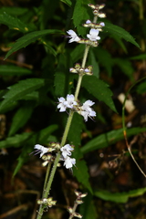 Salvia scapiformis