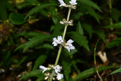 Salvia scapiformis