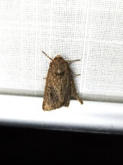 Dasygaster padockina