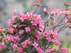 Adenium obesum