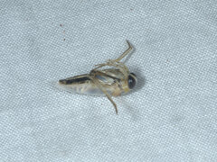 Anisops