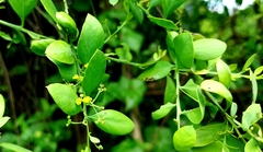 Osyris lanceolata