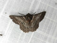 Hypobapta tachyhalotaria