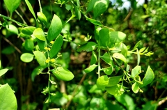 Osyris lanceolata