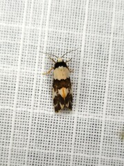 Philenora aspectalella