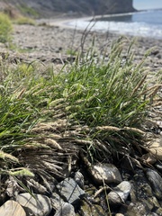 Echinochloa crus-galli