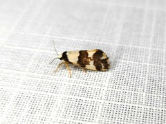 Philenora aspectalella