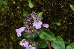 Clinopodium laxiflorum