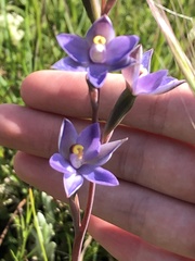 Thelymitra