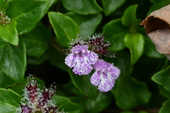 Clinopodium laxiflorum