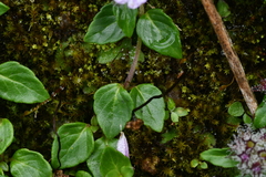Clinopodium laxiflorum