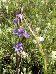 Thelymitra