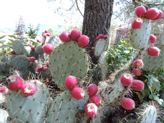 Opuntia lagunae