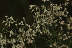 Eupatorium hyssopifolium
