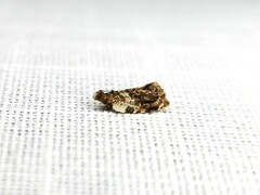 Acroceuthes metaxanthana