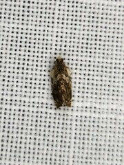 Acroceuthes metaxanthana