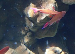 Pseudanthias squamipinnis