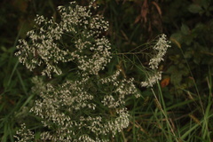 Eupatorium hyssopifolium