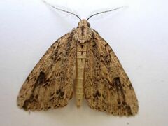 Pseudocoremia rudisata