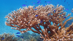 Acropora cervicornis