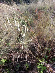 Sanguisorba parviflora
