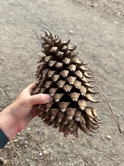 Pinus sabiniana