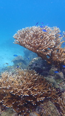 Acropora cervicornis