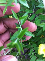 Haplophyton crooksii