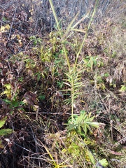 Sanguisorba parviflora