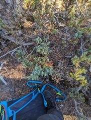Cladonia bellidiflora