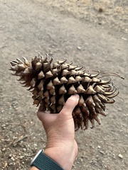 Pinus sabiniana