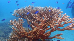 Acropora cervicornis