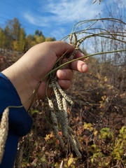 Sanguisorba parviflora