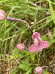 Thelymitra carnea