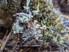 Cladonia carneola