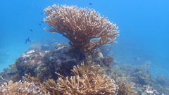 Acropora cervicornis