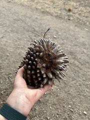 Pinus sabiniana