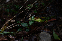 Scutellaria taiwanensis