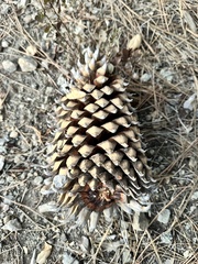 Pinus sabiniana
