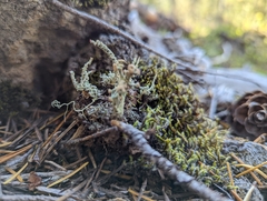Cladonia carneola