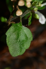 Scutellaria taiwanensis